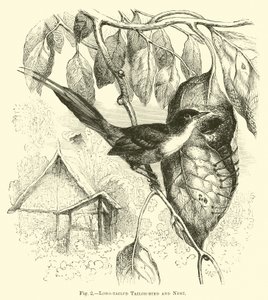 Langstaart Snijdervogel en Nest
