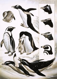 Kijken naar de natuur: Wat zijn Spheniscidae pinguïns! door English School