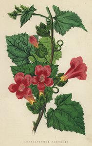 Lophospermum Scandens