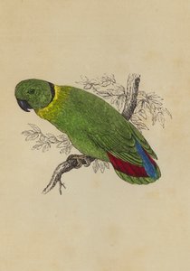 Liefdesvogel door English School