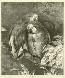 Liefdesvogels (gravure) door English School