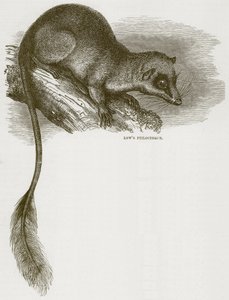Lows Ptilocerque, illustratie uit Cassells Natural History door English School
