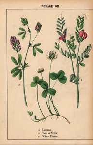 Luzerne, wikke en witte klaver, uit "The Instructive Picturebook, or Lessons from the Vegetable World," [Charlotte Mary Yonge], Edinburgh door English School