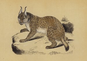 Lynx