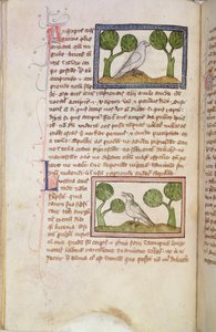 MS 379 f.22v Tekstpagina met een witte havik en een nachtegaal, uit een Bestiarium (perkament)