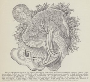 Vergrote weergave van het menselijke embryo van vier weken, met de membranen geopend door English School