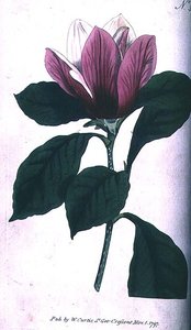 Magnolia (Magnolia purpurea), plaat 390 uit William Curtis