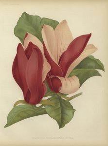 Magnolia soulangiana nigra door English School