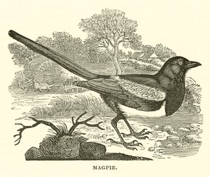 Ekster (gravure)
