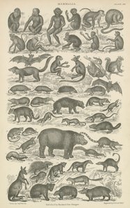 Zoogdieren
