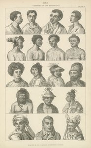Mens. Variëteiten van het menselijk ras (gravure) door English School