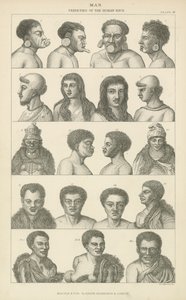 Mens. Variëteiten van het menselijk ras (gravure) door English School