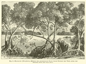 Mangrove (Rhizophora), met de adventieve wortels die de boom ondersteunen nadat de oorspronkelijke wortel is afgestorven door English School