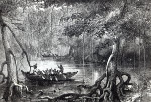 Mangrovebos, frontispice illustratie uit 