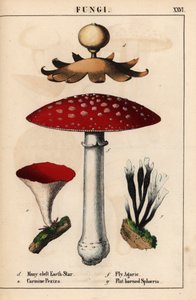 Veelgespleten aardster Geastrum, karmijnrode Peziza, vliegenzwam Amanita muscaria, en platte hoornzwam sphaeria paddenstoelen, uit 