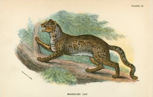 Gemarmerde Kat door English School