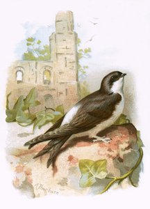 Martin