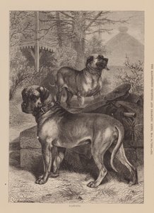 Mastiffs (gravure) door English School