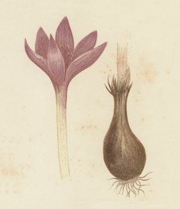 Herfsttijloos, Colchicum Autumnale