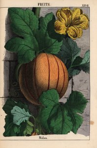 Meloen met rijpe sinaasappelvrucht, gele bloem en grote donkergroene bladeren Cucumis melo, uit 