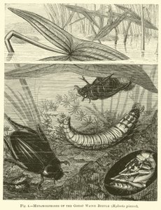 Metamorfoses van de Grote Waterkever, Hydrous pisceus door English School