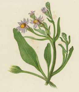 Herfstaster, Aster Tripolium door English School