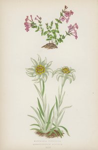 Micomeria Piperella; Leontopodium Alpinum door English School