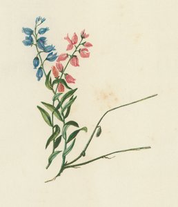 Melkwortel, Polygala Vulgaris door English School
