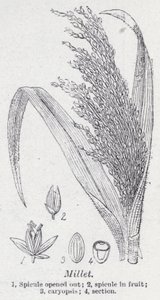 Gierst