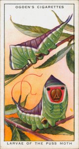 Mimicry for Protection, Insecten, Larven van de Puss Moth (kleurenlitho)