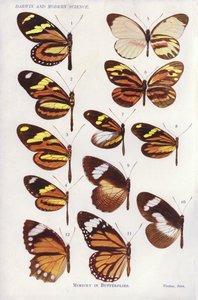 Nabootsing bij vlinders (kleur litho)