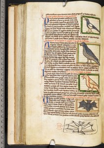 Miniaturen van vogels en marginale tekening van een vleermuis, uit Theologische miscellanea, inclusief de Summa de vitiis, Harley 3244, f.55v, c.1236-50