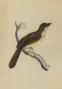 Spotvogel door English School