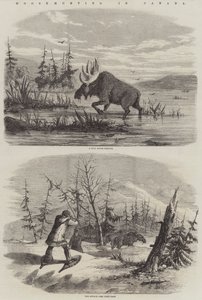 Elandenjacht in Canada
