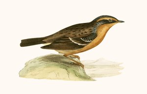 Bergaccentor, illustratie uit 