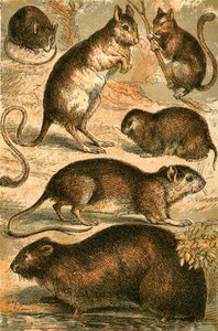 Muis, Jerboa, Rat, Muskusrat, Hazelmuismuis en Veldmuis
