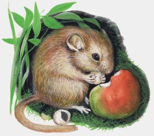 Muis die een appel knaagt