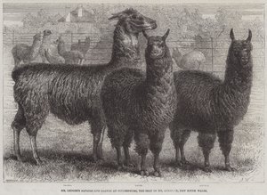 De alpaca