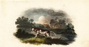 De kat van Mr. Stanley vangt een forel bij de Weaford molenvijver, nabij Lichfield
