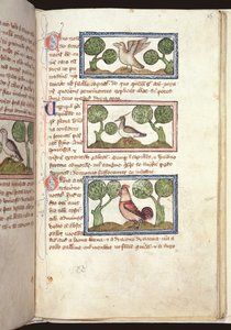 Drie vogels op de grond, uit een Bestiarium, vroege 14e eeuw