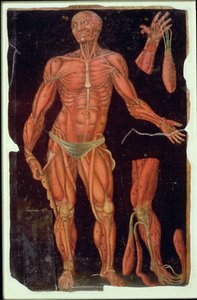 Dissectie, uit Anatomische Tafels, door John Banister (1540-1610)