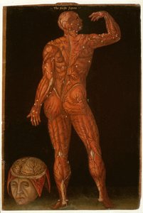 Ms Hunter 364 Tafel X Dissectie, uit Anatomische Tafels, door John Banister