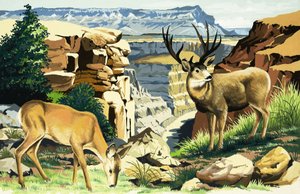 Muildierherten in het Grand Canyon National Park door English School