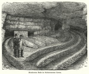 Paddenstoelenbedden in ondergrondse grotten (gravure) door English School