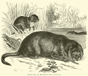 Musquash, of muskusrat, Fiber zibethicus door English School