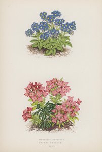 Myosotis Rupicola; Daphne Cneorum door English School