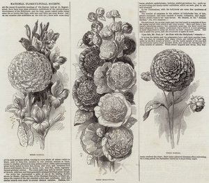 Nationale Floricultuur Vereniging (gravure)