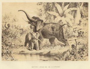 Inboorlingen die een olifant spiesen