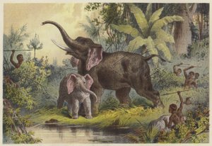 Inboorlingen spietsen een olifant door English School