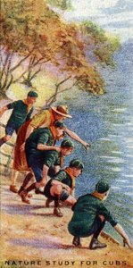 Natuurstudie voor Cubs, 1929 door English School